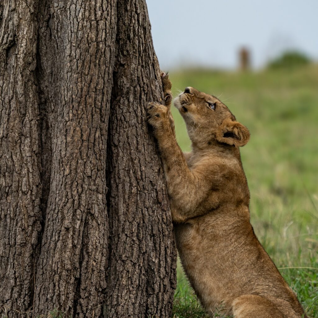 Lioness in Serengeti national park-Mado Tours Africa