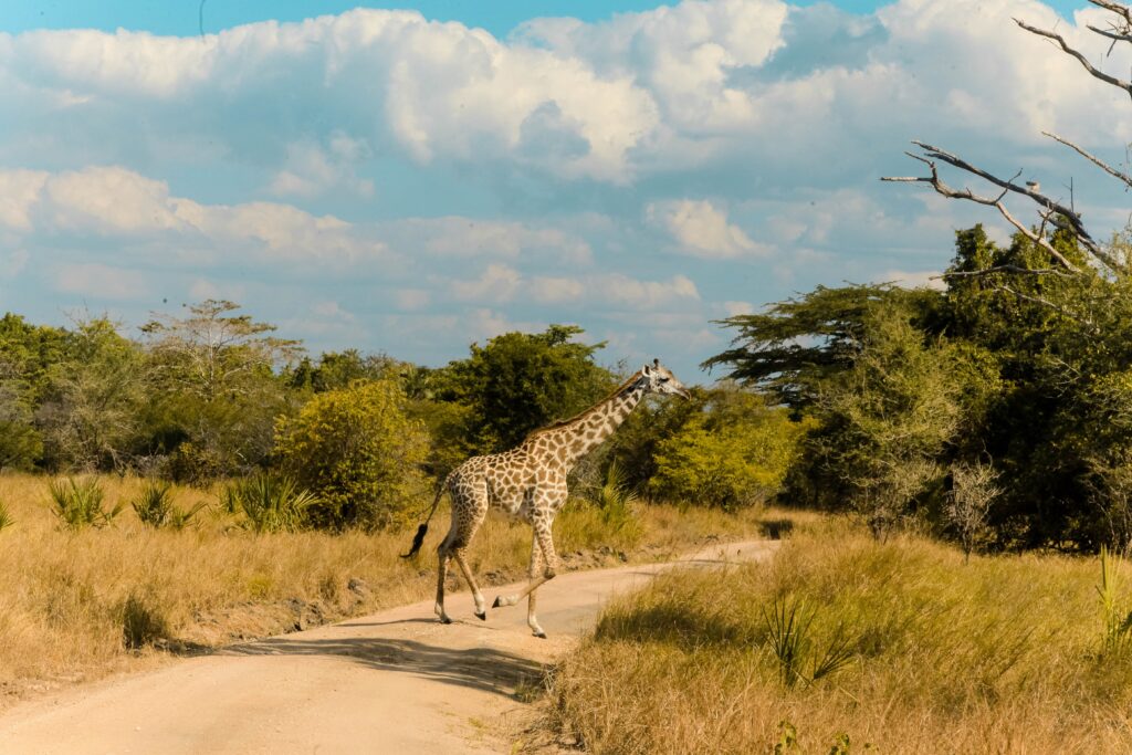 A zebra crossing a road in Arusha national park-Mado Tours Africa