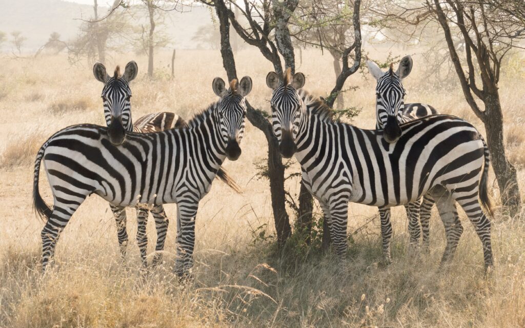zebras in Arusha national park-Mado Tours Africa