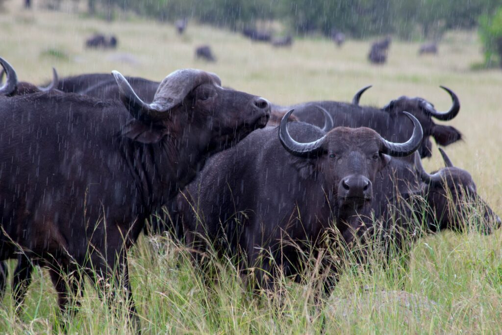 Buffaloes in Arusha national park-Mado Tours Africa