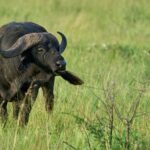 A buffalo in Manyara national park-Mado Tours Africa