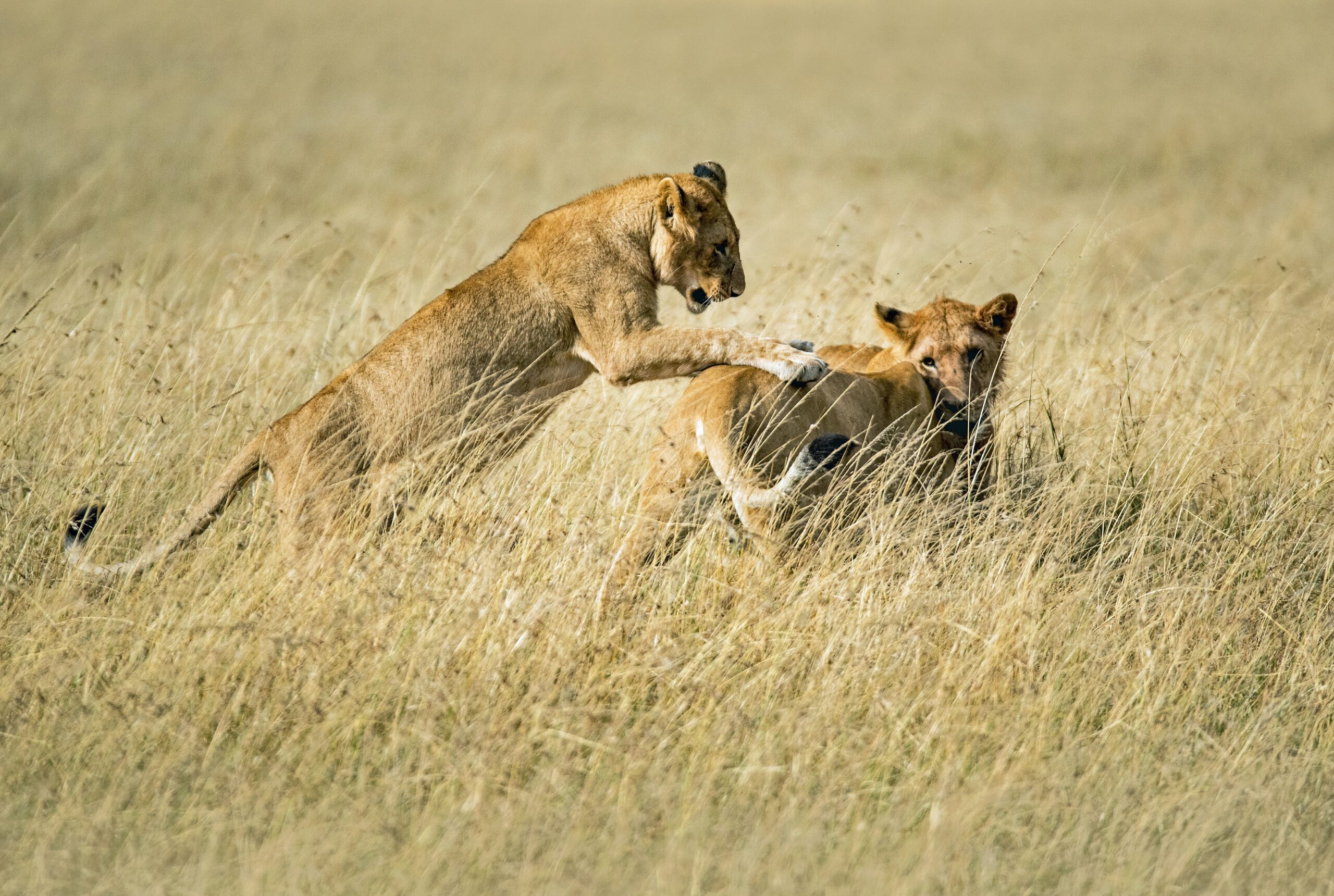 Lionesses in Serengeti national park-Mado Tours Africa