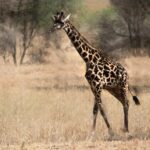 A girrafe in Serengeti national park-Mado Tours Africa
