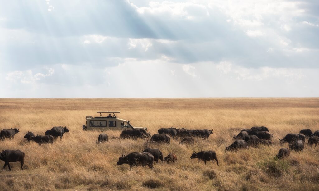 Game drive in Serengeti national park-Mado Tours Africa