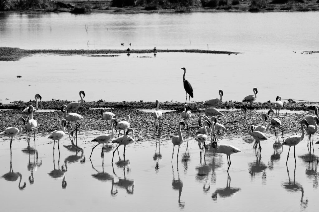 Flamingos in lake manyara-Mado Tours Africa