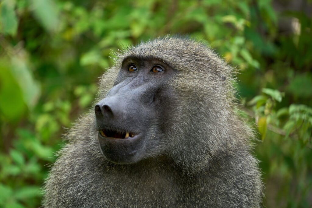 A baboon in Manyara national park-Mado Tours Africa