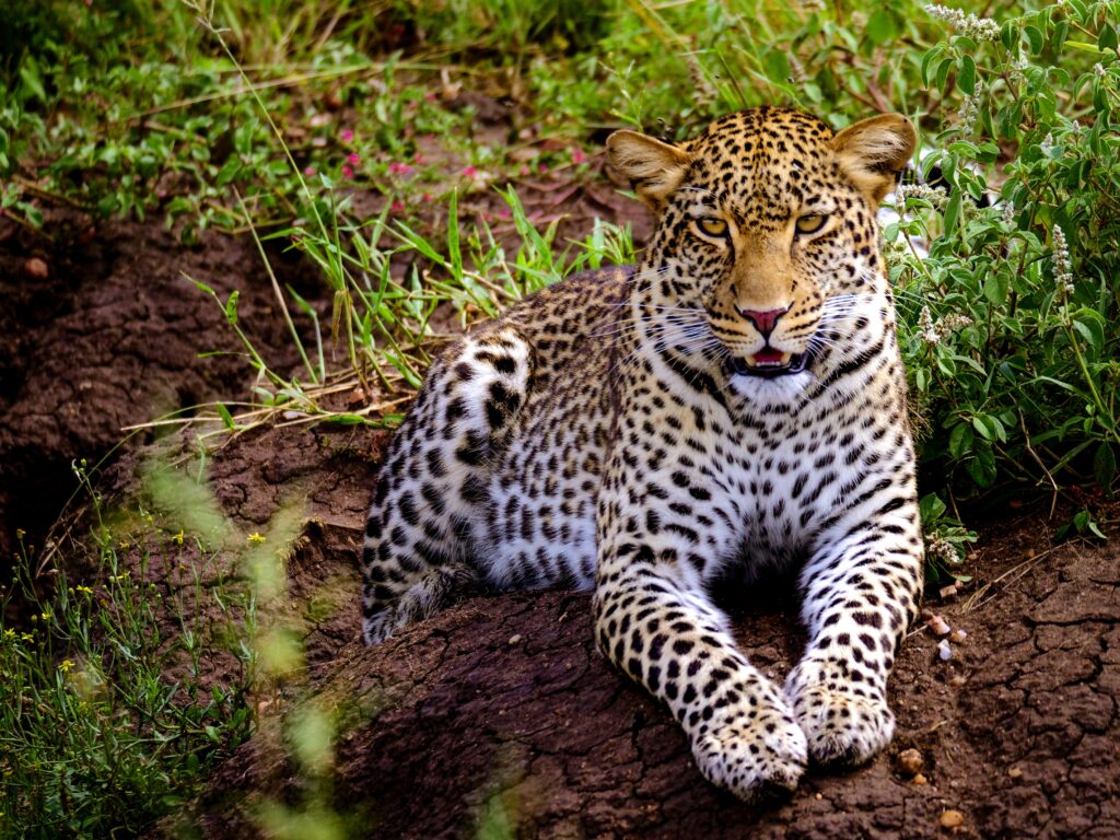 A cheetah in Manyara national park-Mado Tours Africa