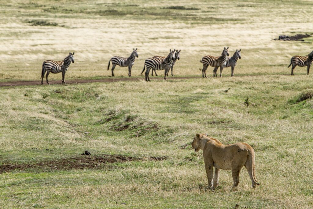 A lioness watching zebras in Serengeti-Mado Tours Africa