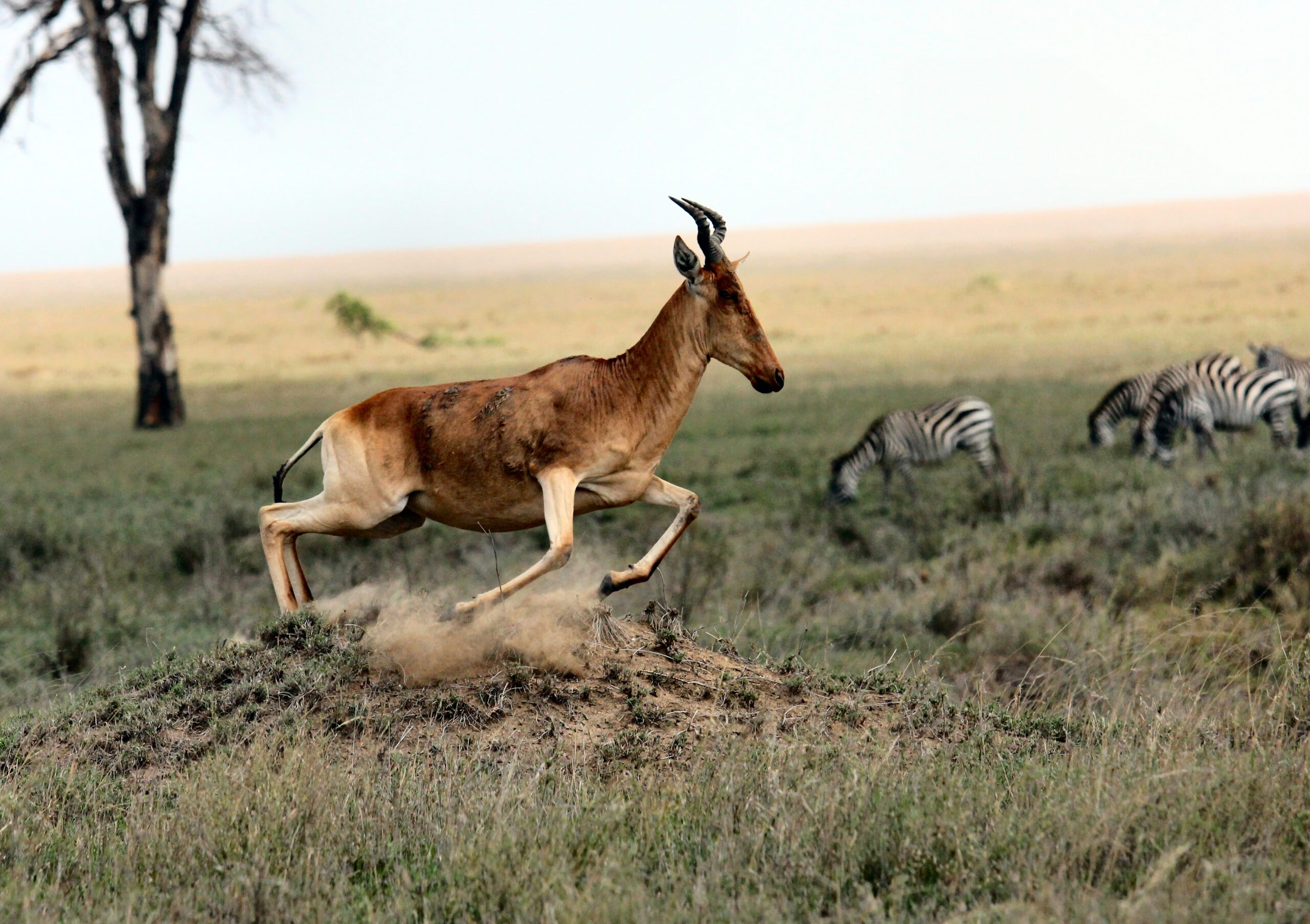 An antelope in Serengeti national park-Mado Tours Africa
