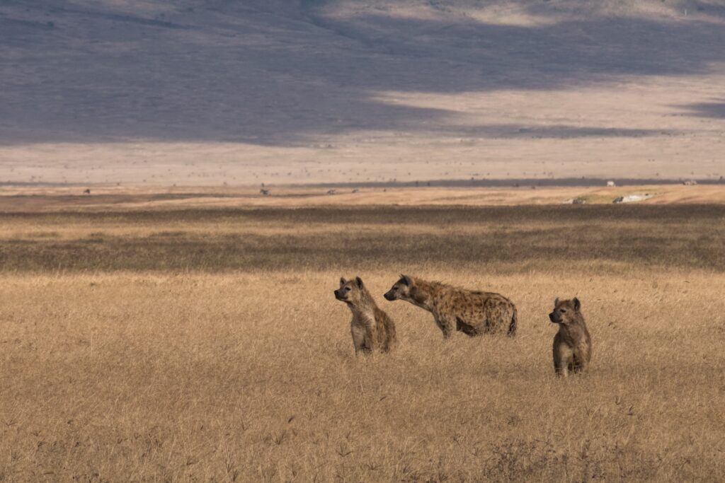Hyenas in Ngorongoro national park-Mado Tours Africa