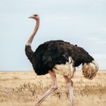 Ostrich in Manyara national park-Mado Tours Africa