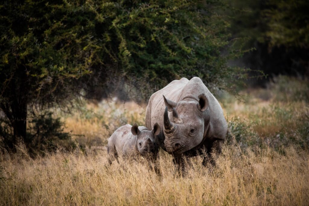 Rhinocerous in Ngorongoro national park-Mado Tours Africa