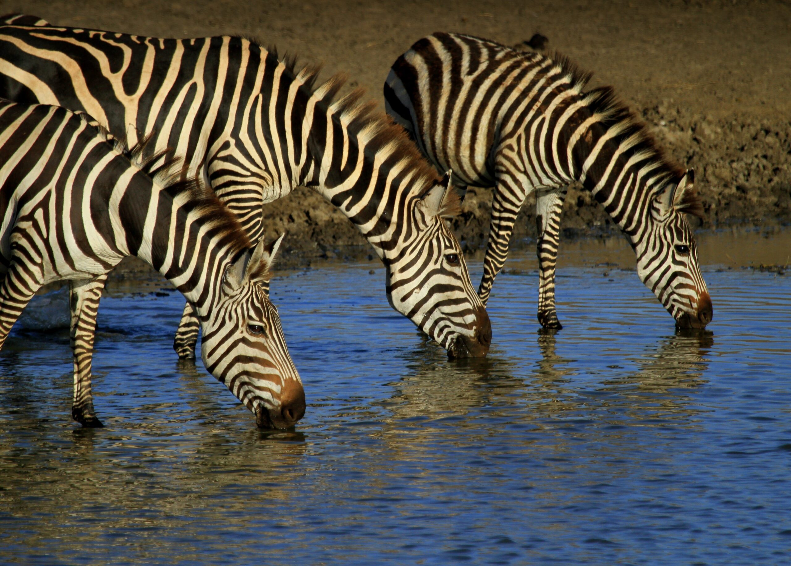 Zebras drinking water in Sererngeti national park-Mado Tours Africa