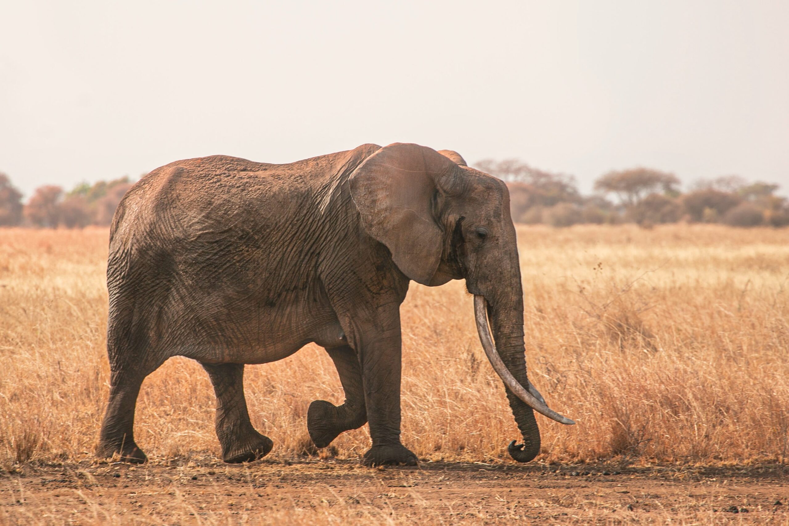 An elephant in Tarangire national park-Mado Tours Africa