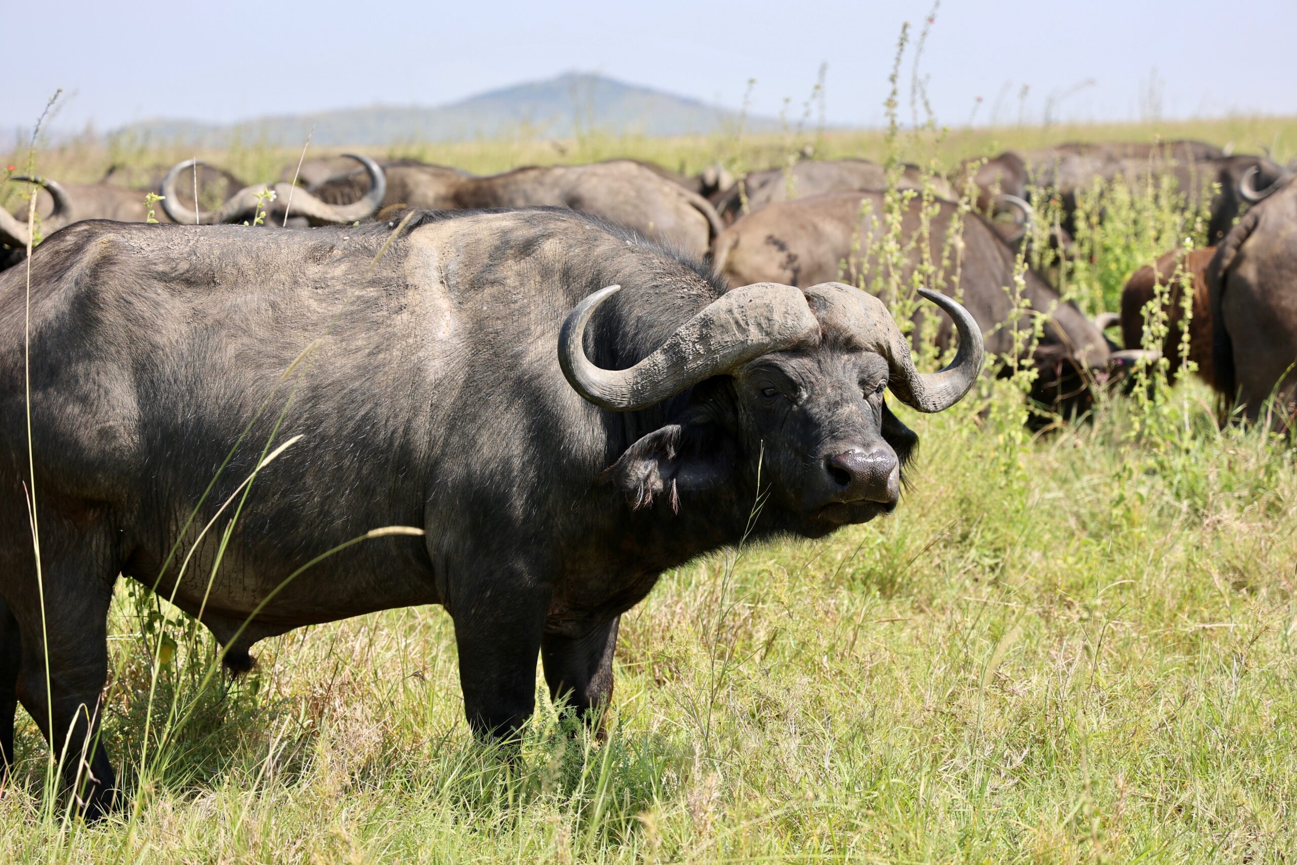 A buffalo in Tarangire national park-Mado Tours Africa