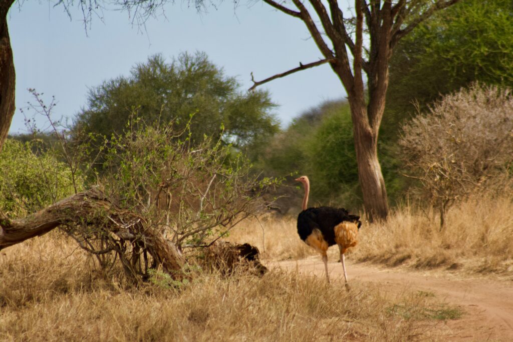 An ostrich in Tarangire national park-Mado Tours Africa