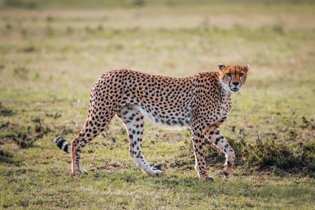 Cheetah in Serengeti national park-Mado Tours Africa