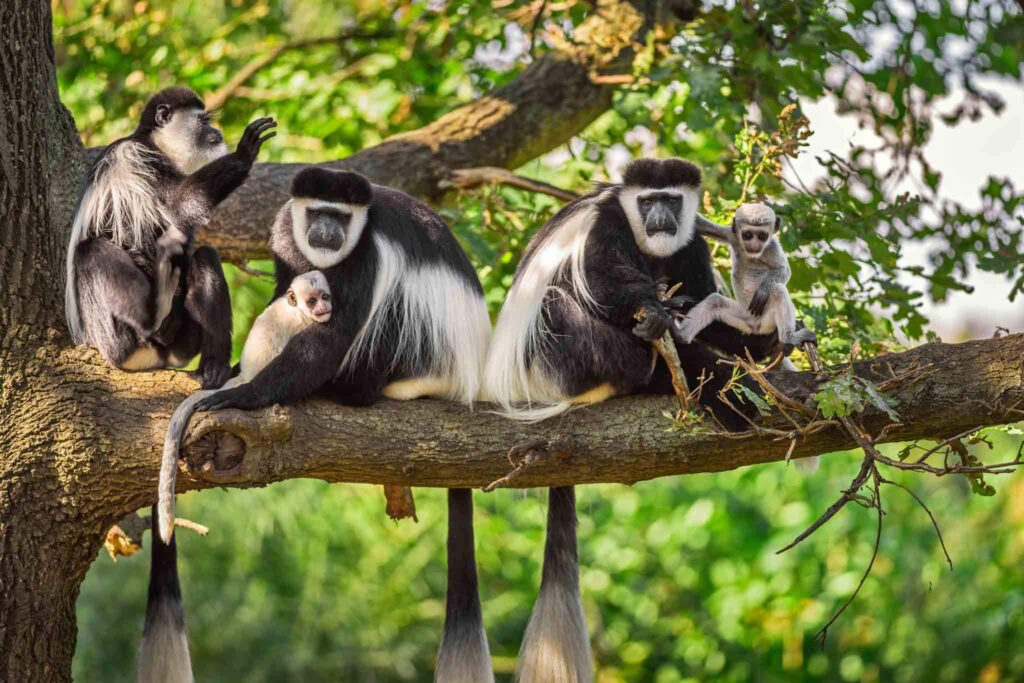 monkeys in Arusha national park-Mado Tours Africa