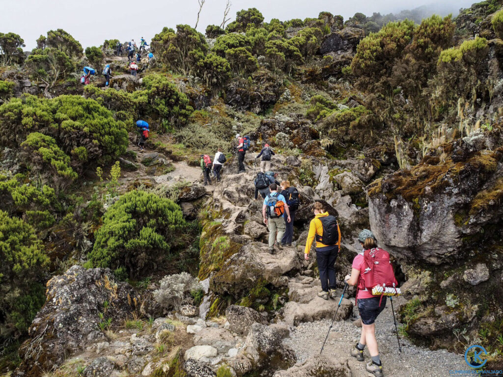 Group of trekkers hiking Kilimanjaro mountain-Mado Tours Africa