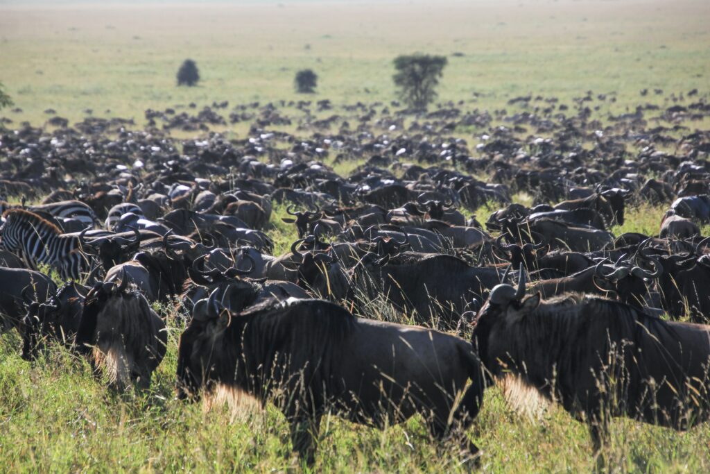 Wildebeest in Ngorongoro conservation area-Mado Tours Africa