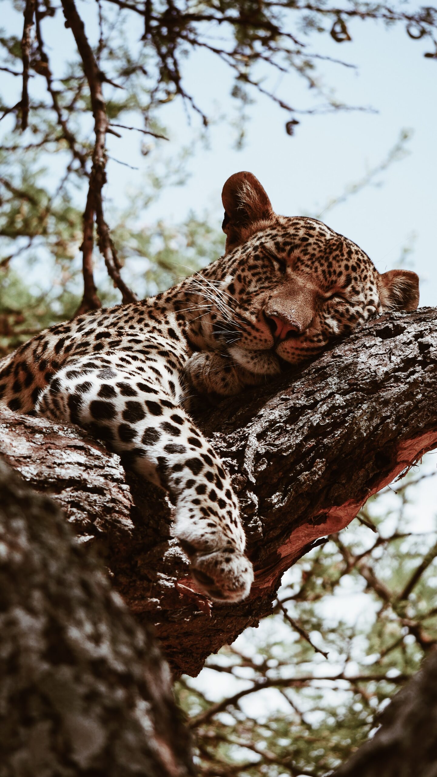 cheetah in serengeti national park-Mado Tours Africa