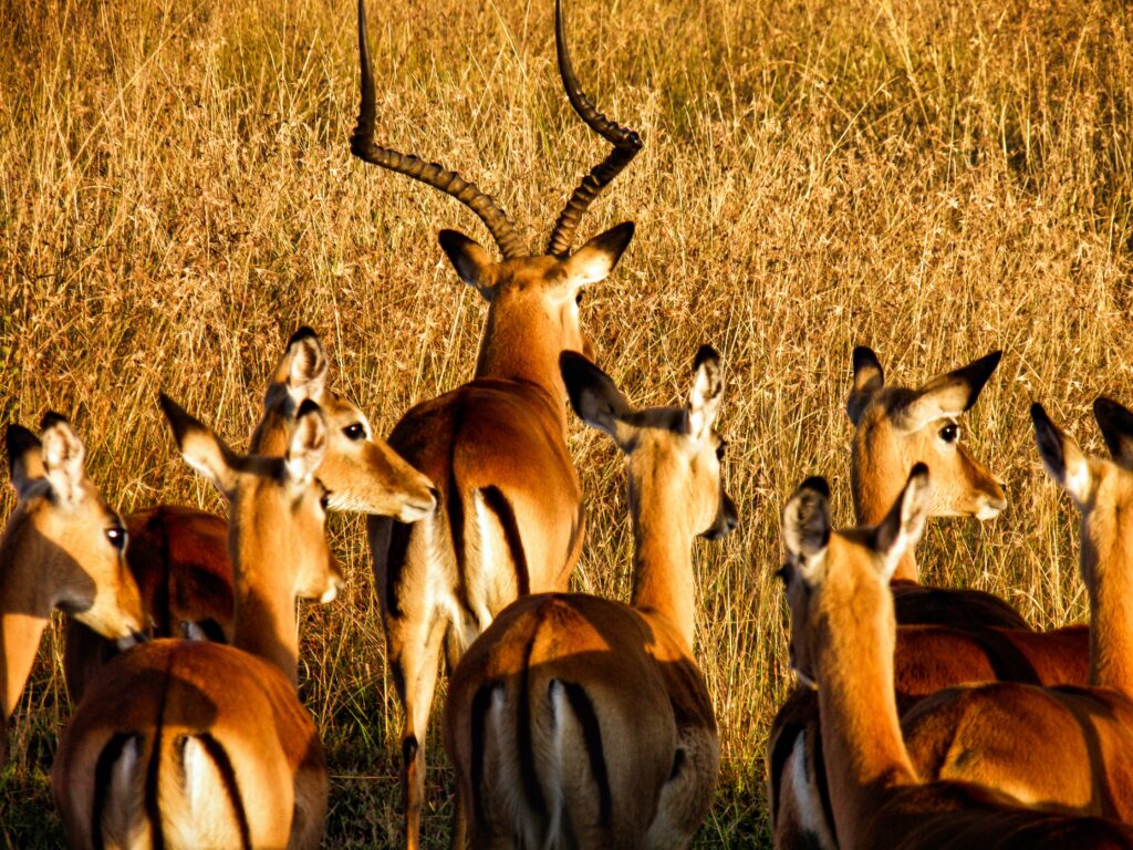 Antellopes in Serengeti national park-Mado Tours Africa