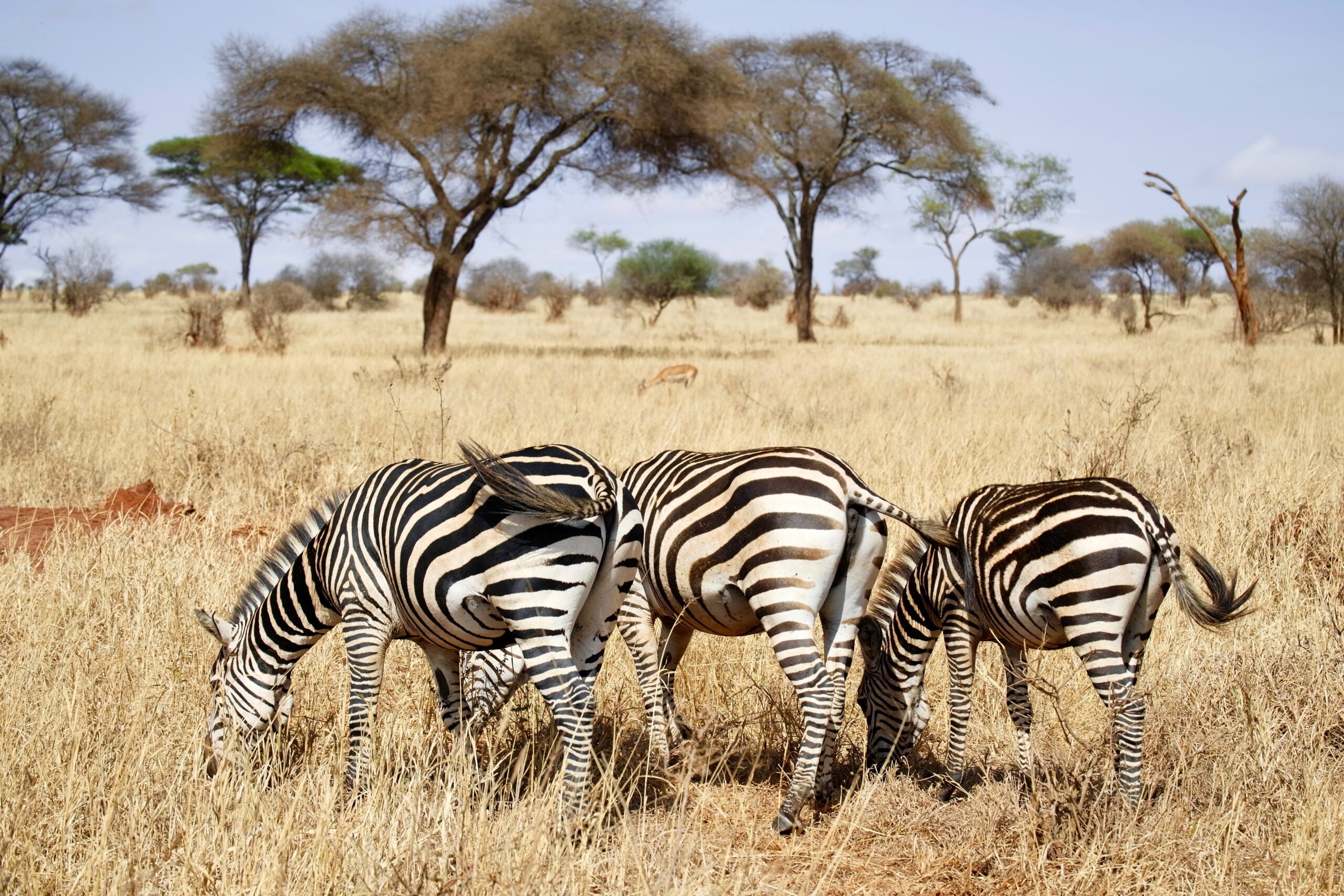 Zebras in Serengeti national park-Mado Tours Africa