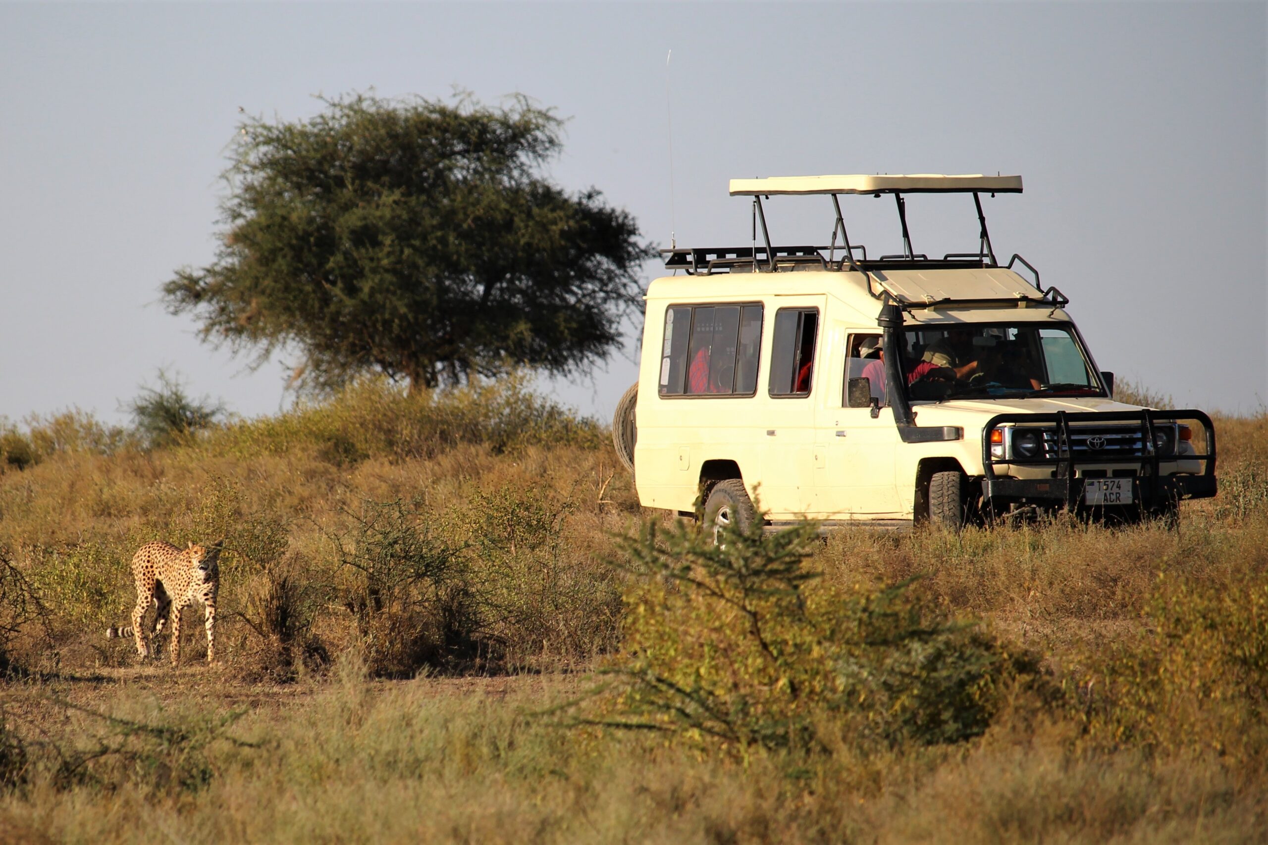 Game drive in Serengeti national park-Mado Tours Africa